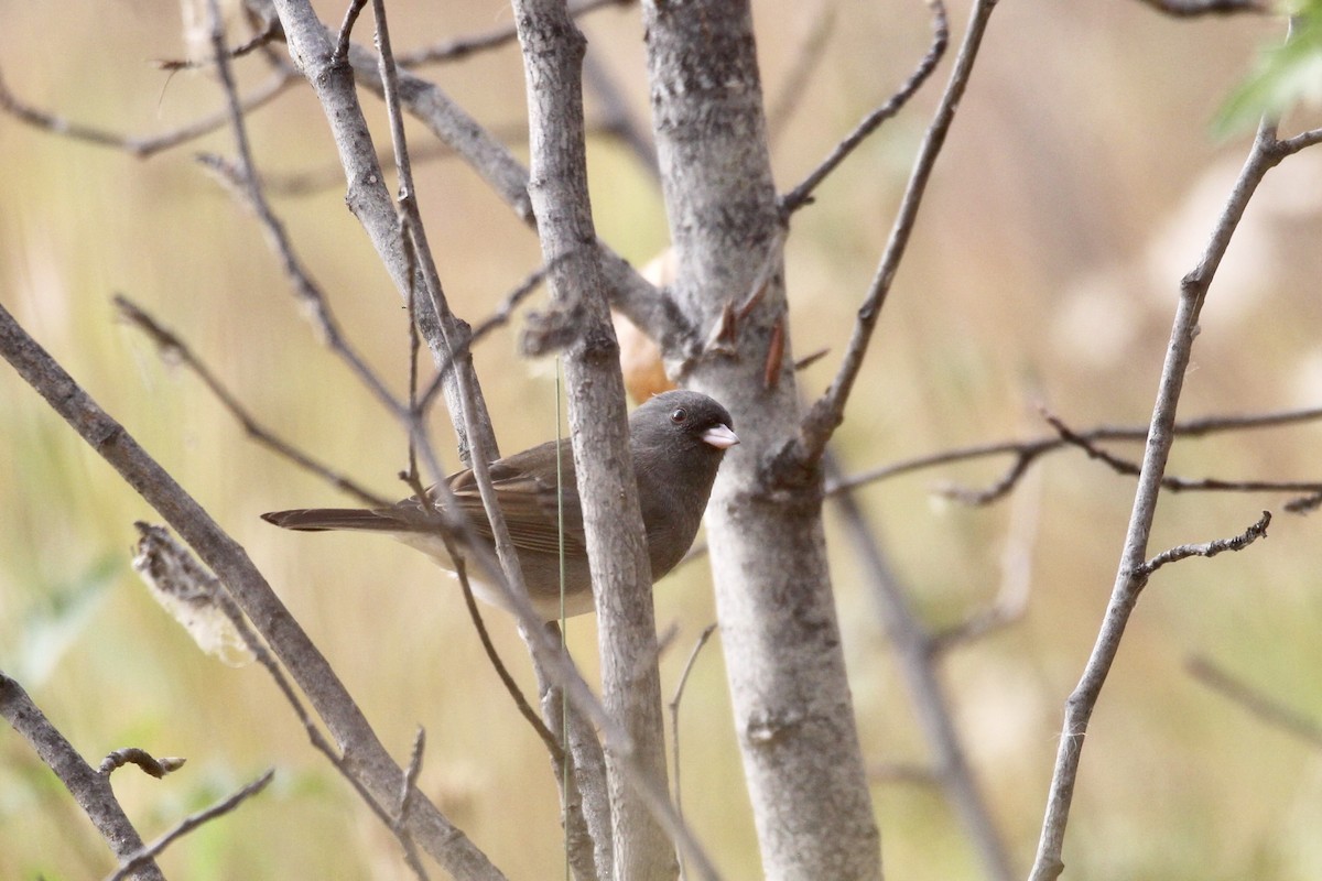 Junco ardoisé (hyemalis/carolinensis) - ML643105068