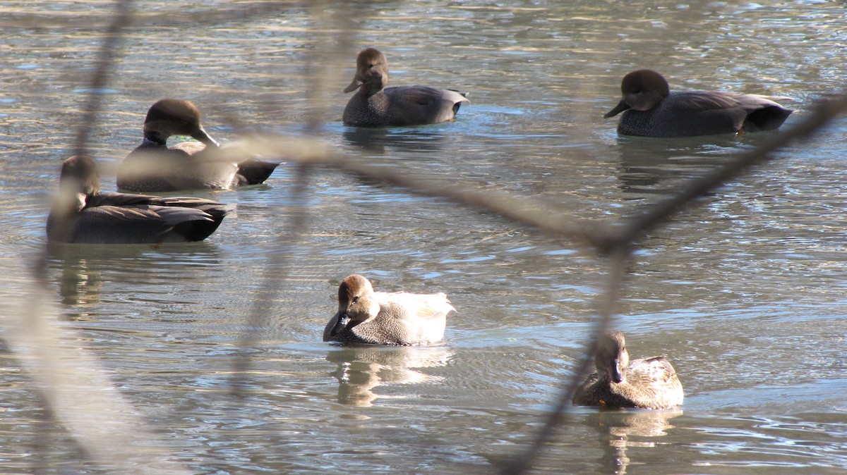 Gadwall - ML643105083