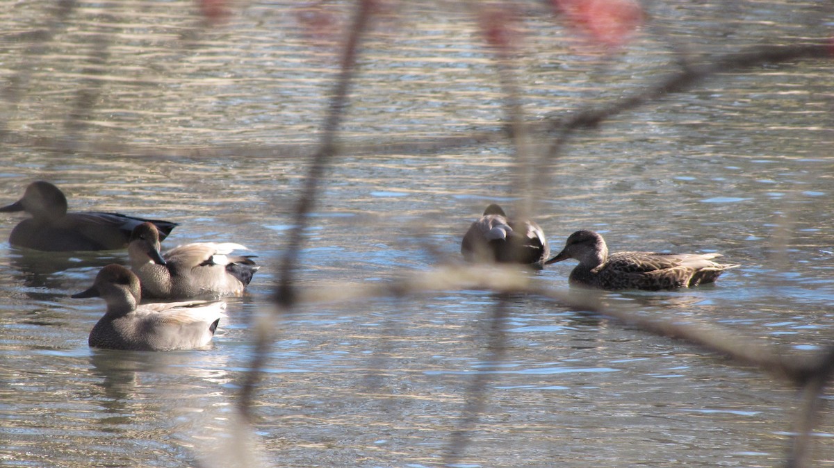 Gadwall - ML643105108