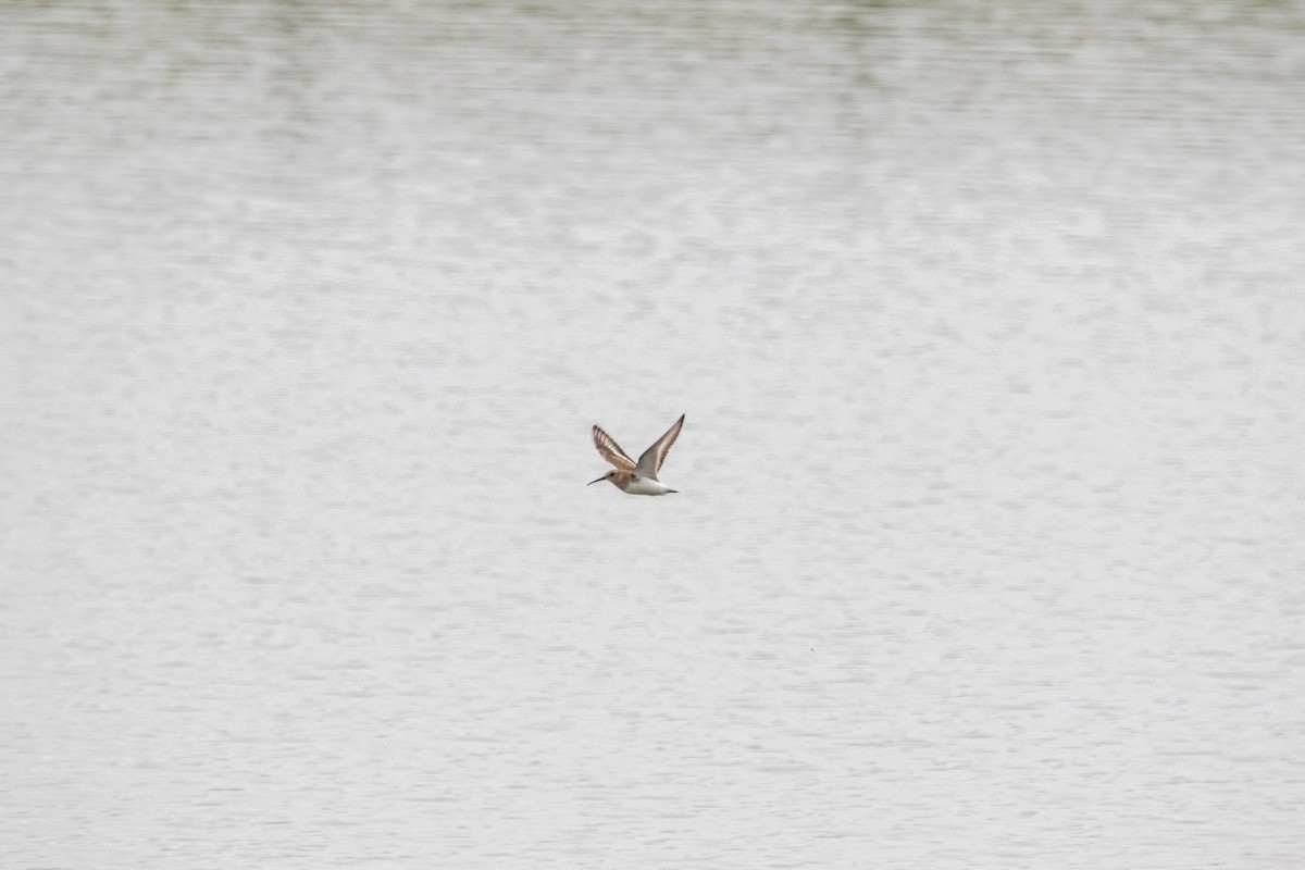 Dunlin - ML643105109