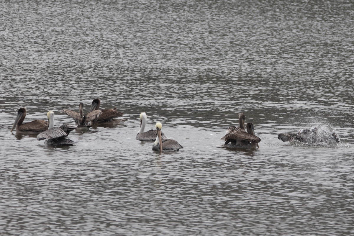 Brown Pelican - ML643105117