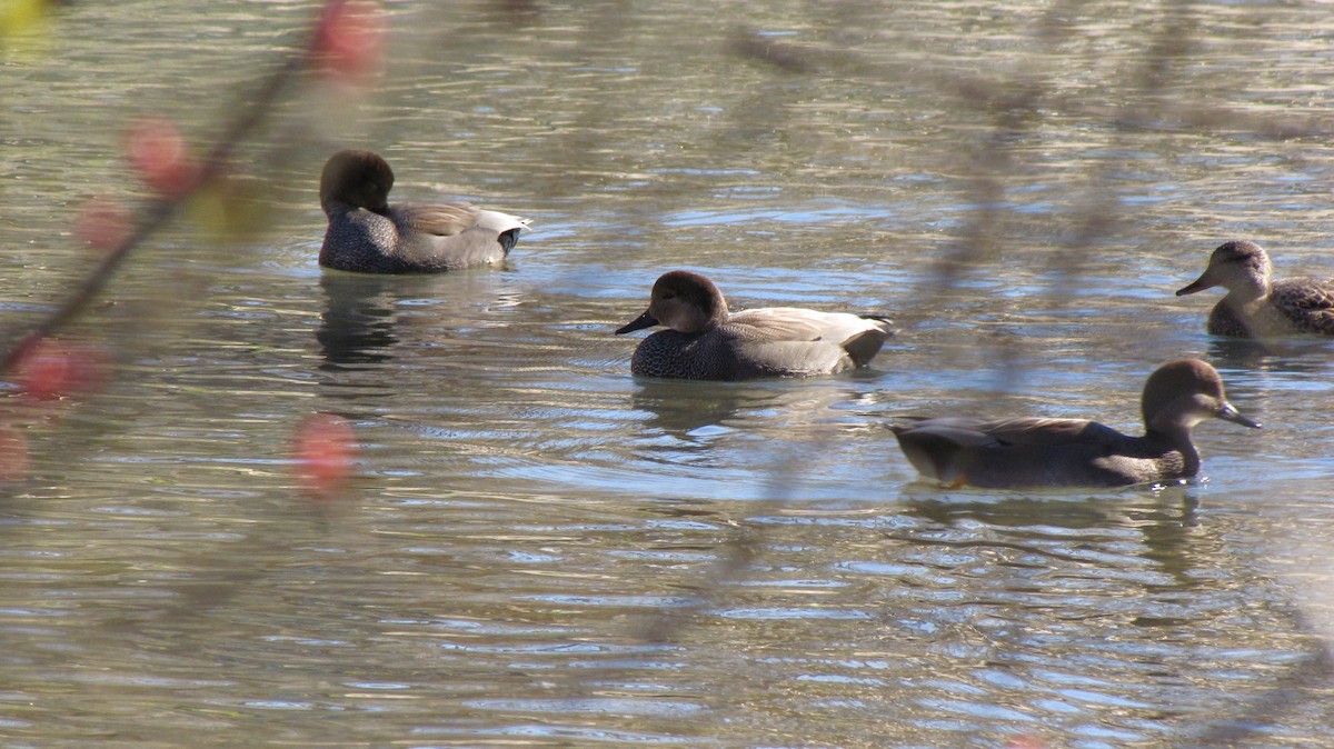 Gadwall - ML643105122