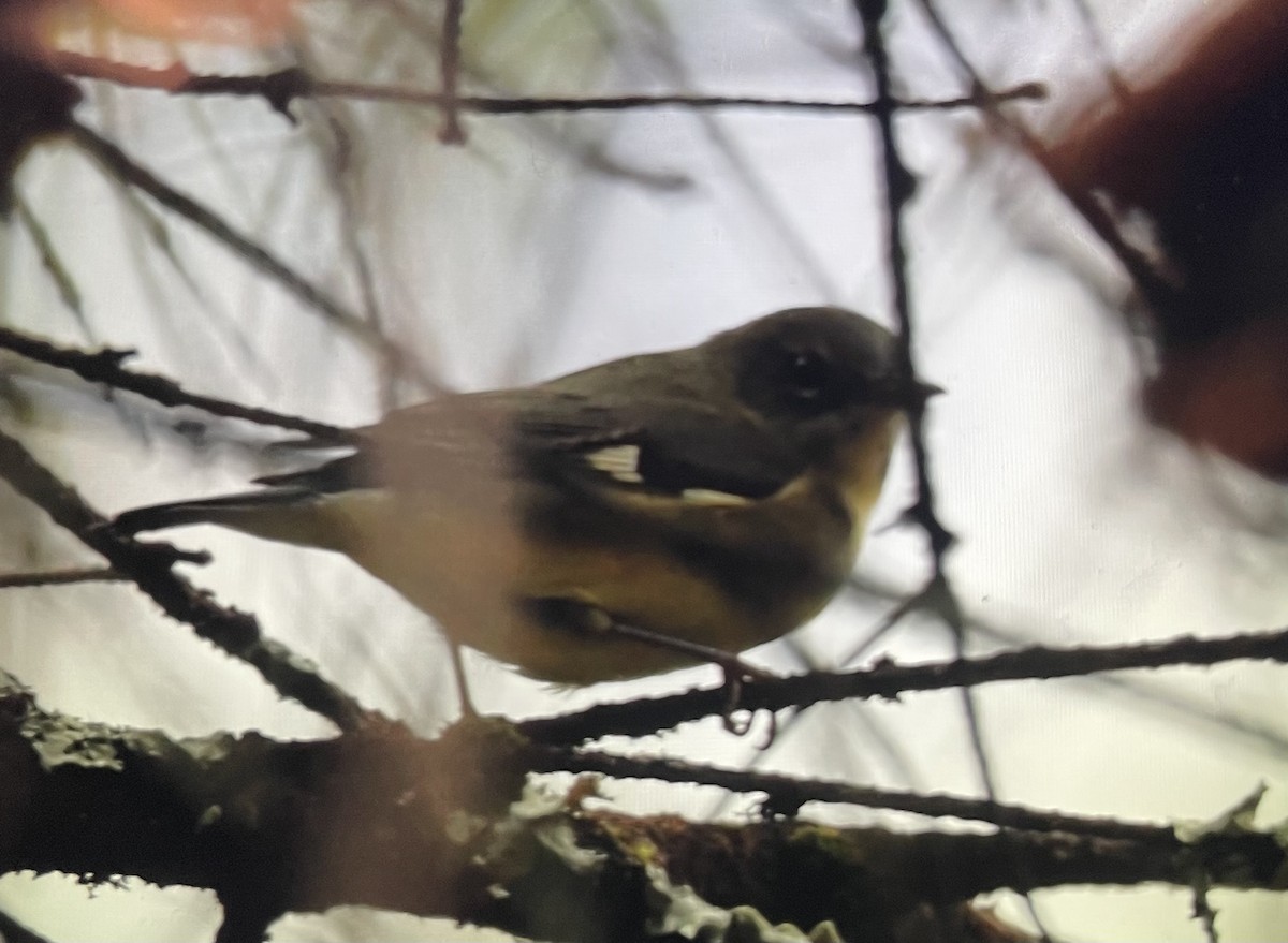 Black-throated Blue Warbler - ML643105139