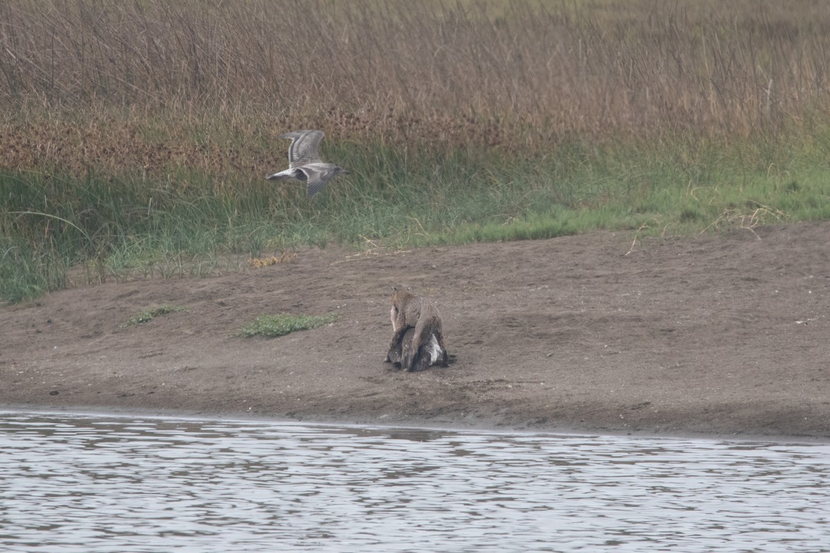 Western Bobcat - ML643105140