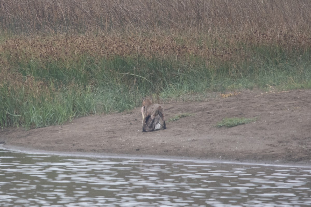 Western Bobcat - ML643105145