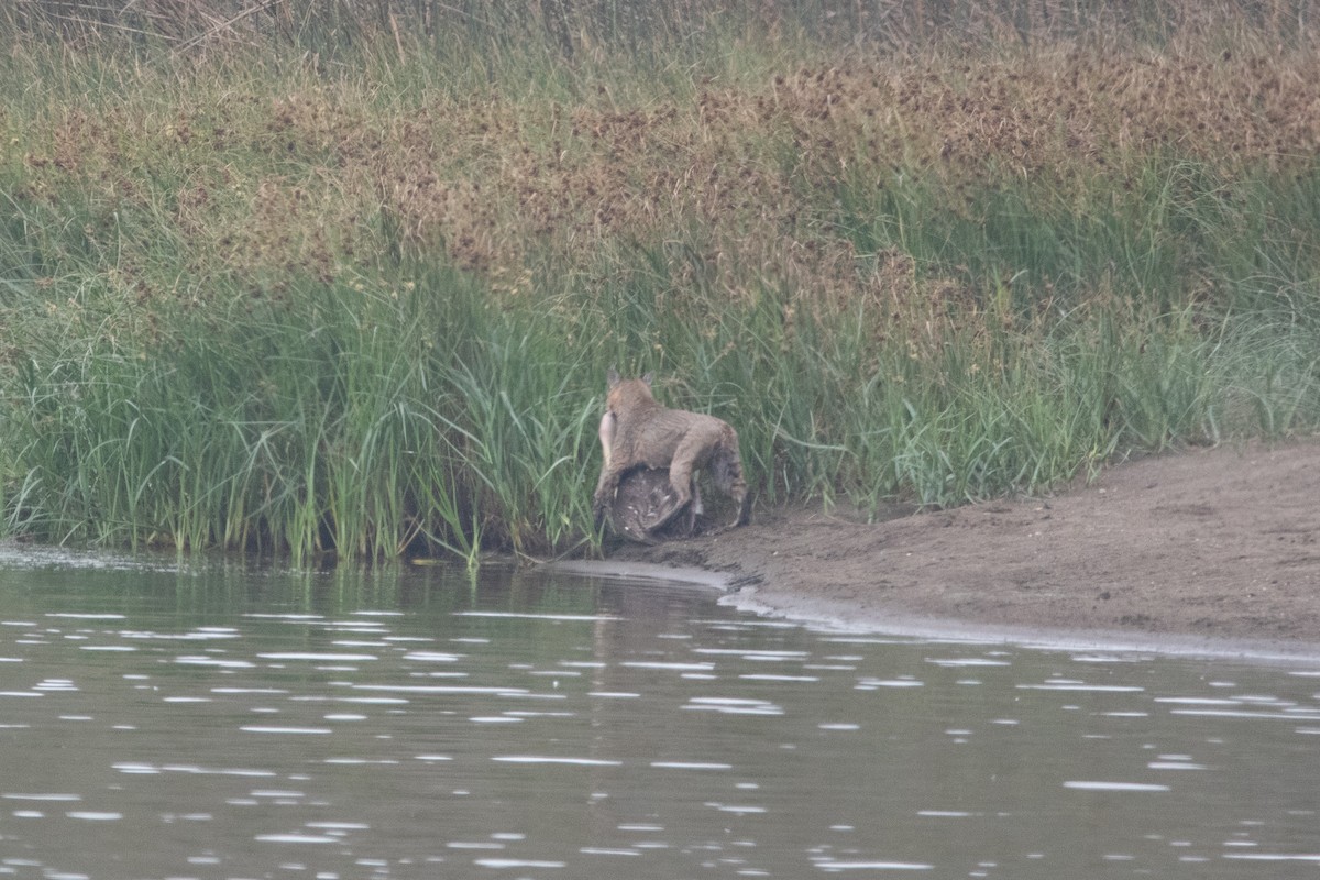 Western Bobcat - ML643105147