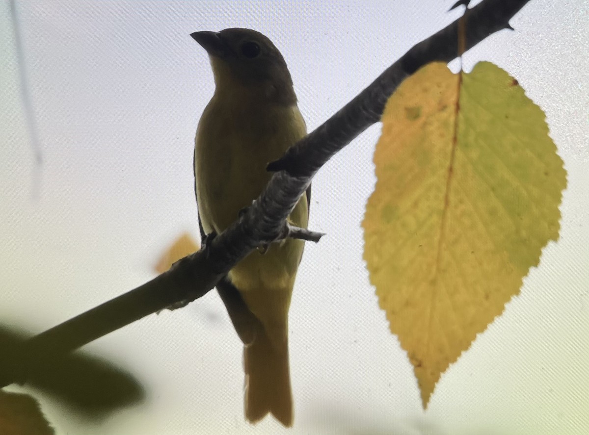 Scarlet Tanager - ML643105148