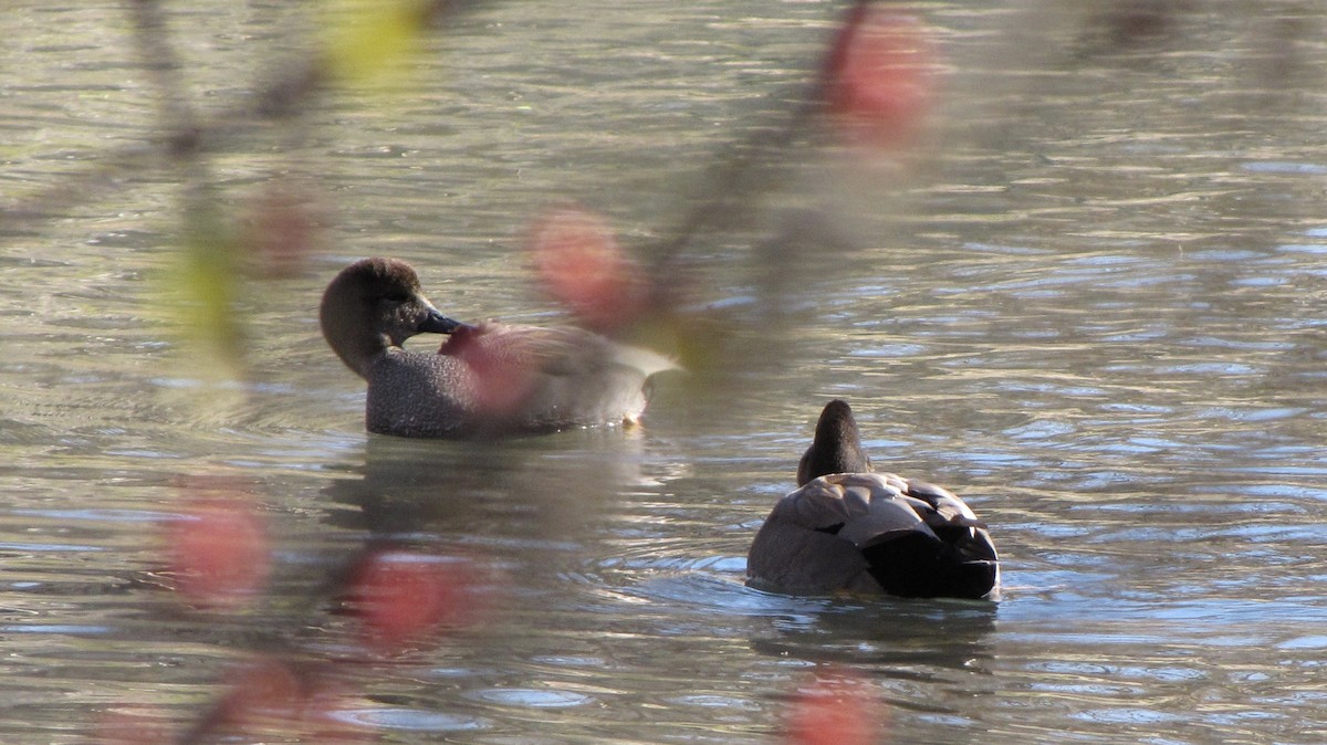 Gadwall - ML643105149