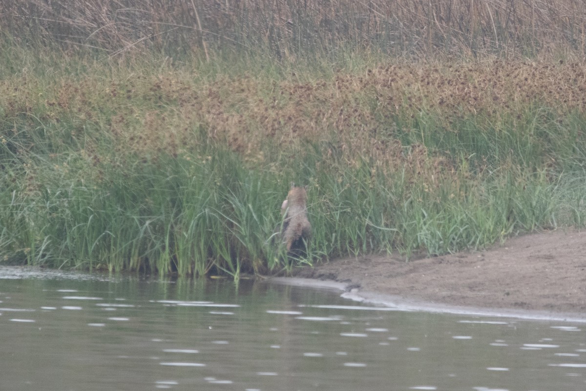 Western Bobcat - ML643105150