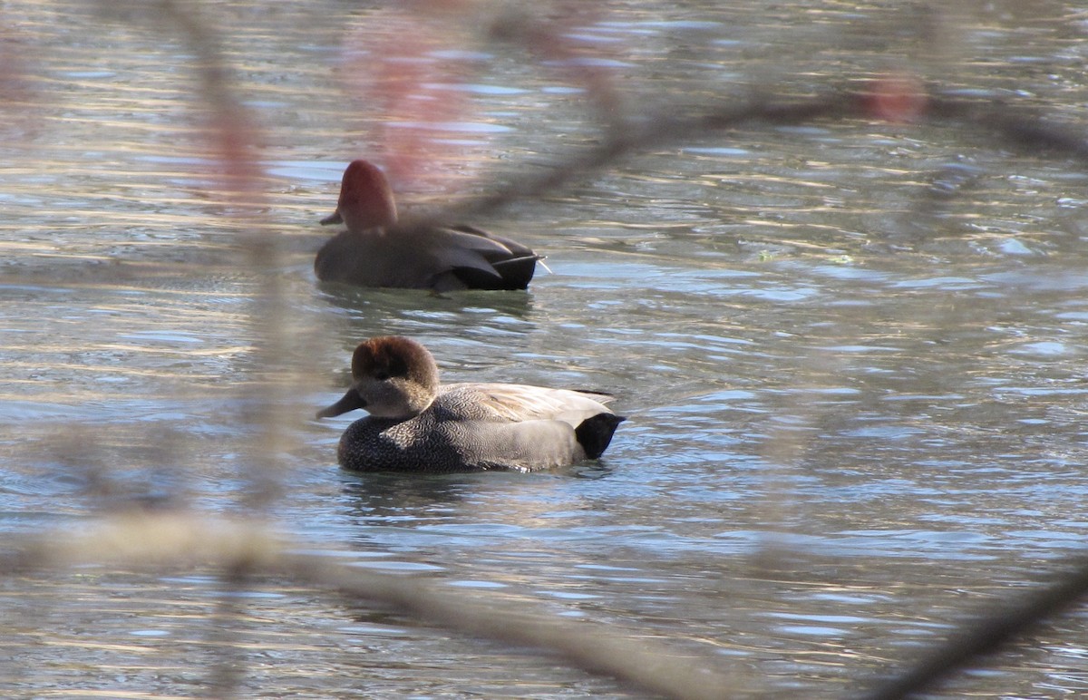 Gadwall - ML643105178