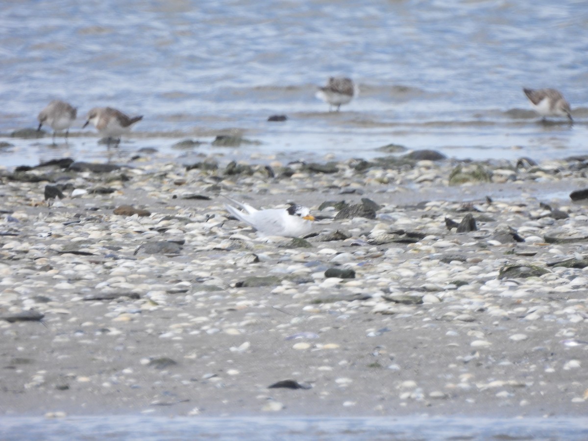 Australian Fairy Tern - ML643105224