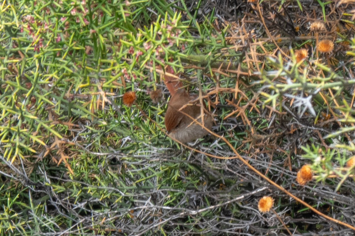 Rusty-fronted Canastero - ML643105238