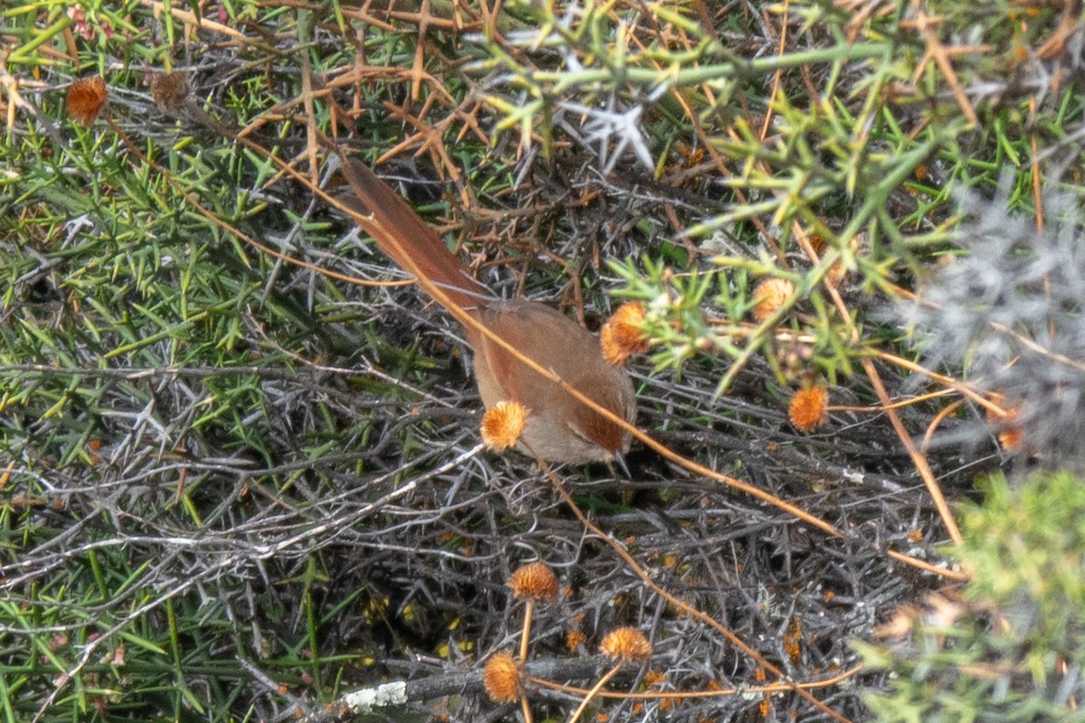 Rusty-fronted Canastero - ML643105239