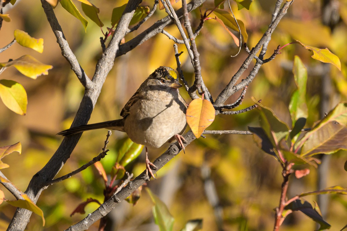 Golden-crowned Sparrow - ML643105248