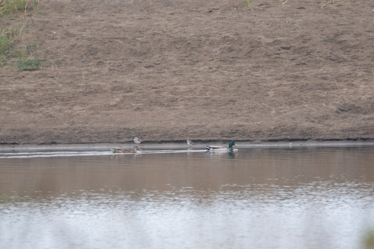 Killdeer - ML643105250