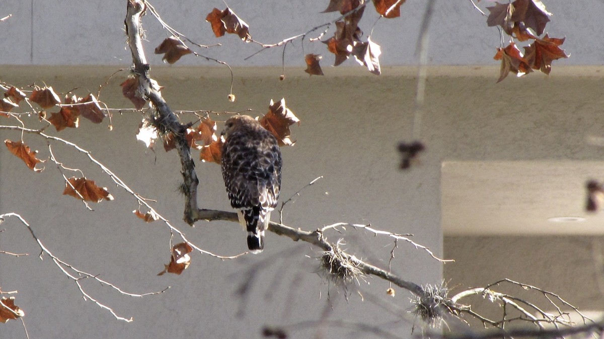 Red-shouldered Hawk - ML643105267