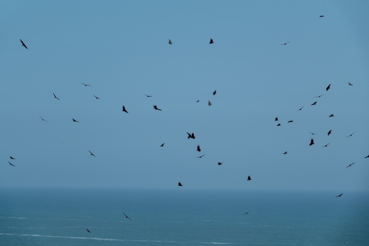 Black Vulture - ML643105274