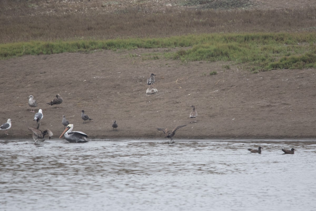 Heermann's Gull - ML643105285