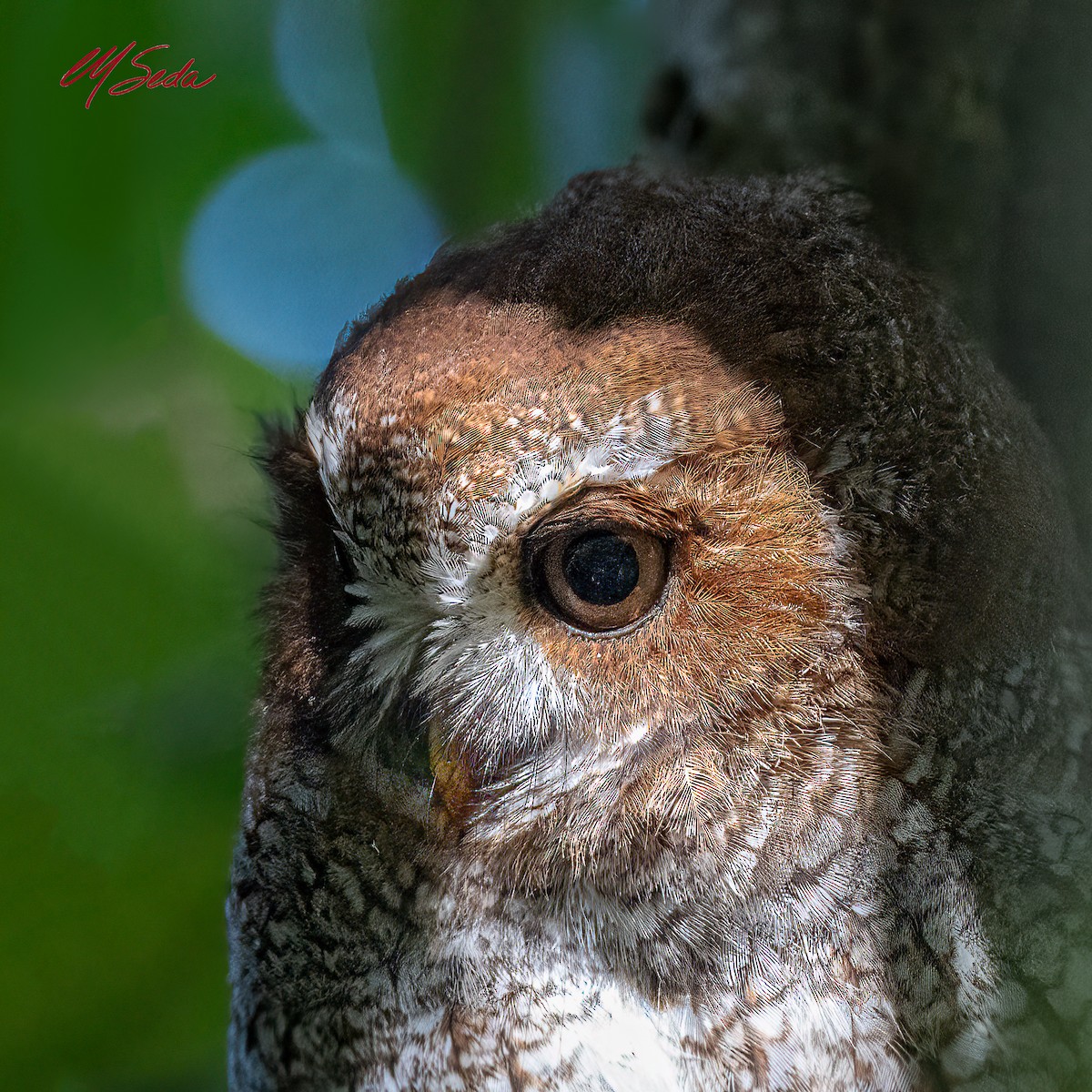 Puerto Rican Owl - ML643105288