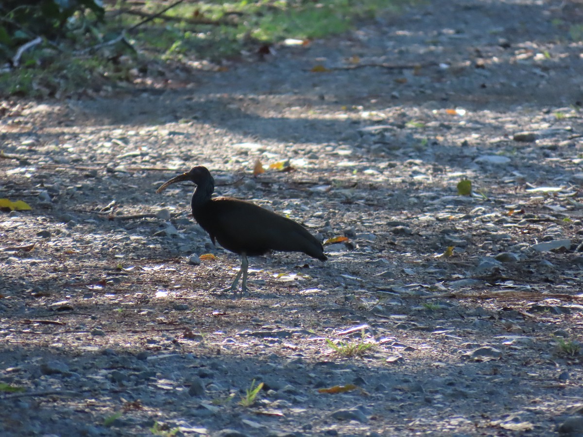 Green Ibis - ML643105292