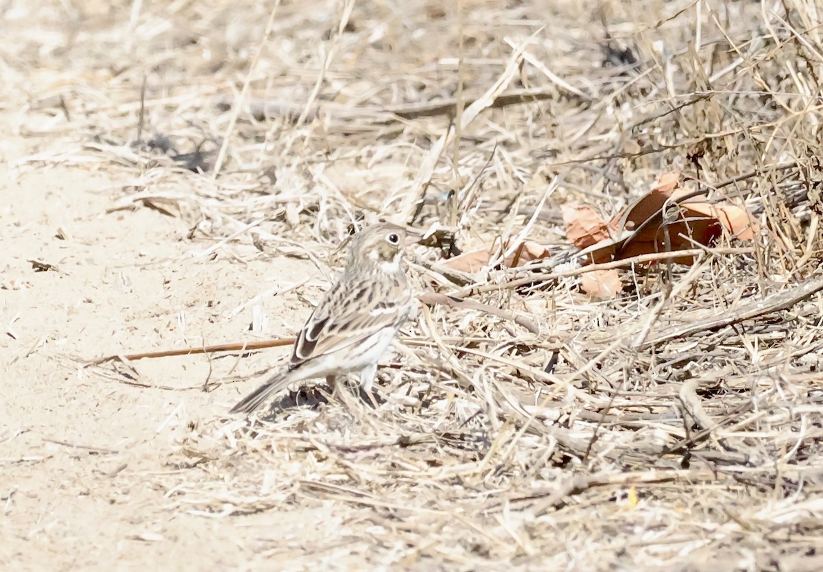 Vesper Sparrow - ML643105311