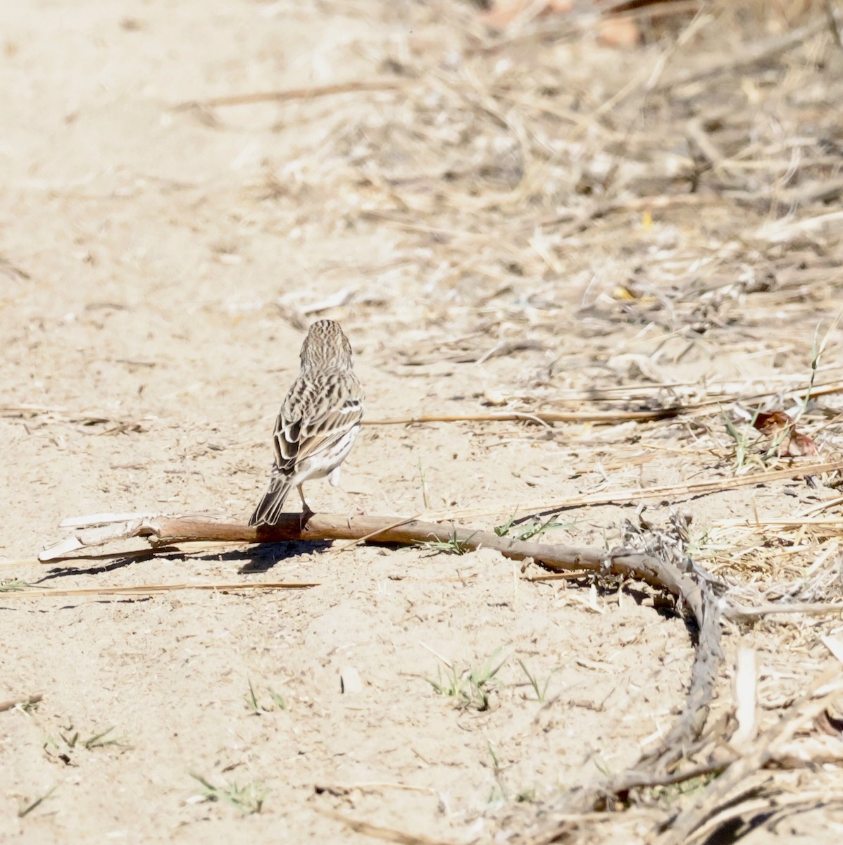 Vesper Sparrow - ML643105312