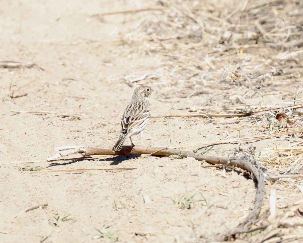 Vesper Sparrow - ML643105318