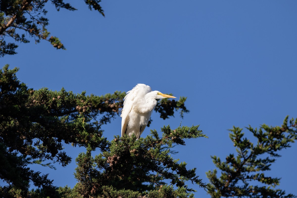 Great Egret - ML643105327