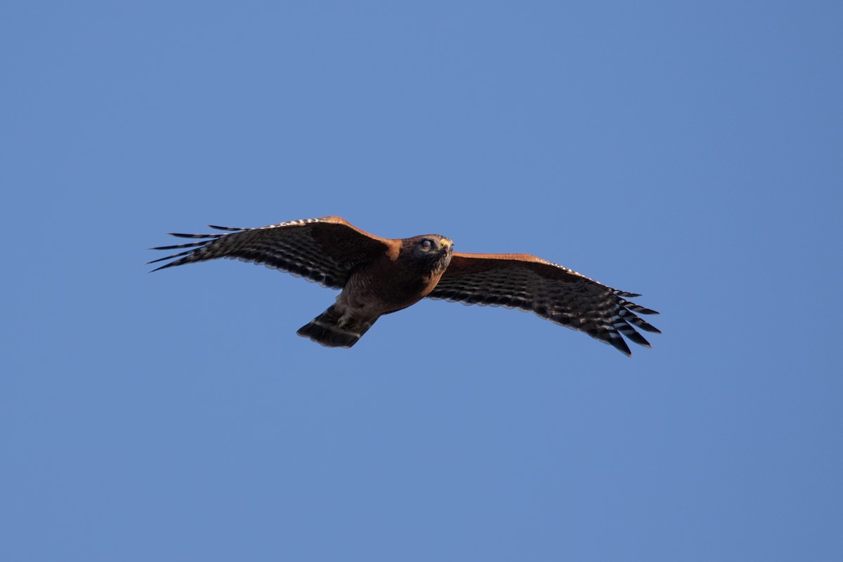 Red-shouldered Hawk - ML643105334