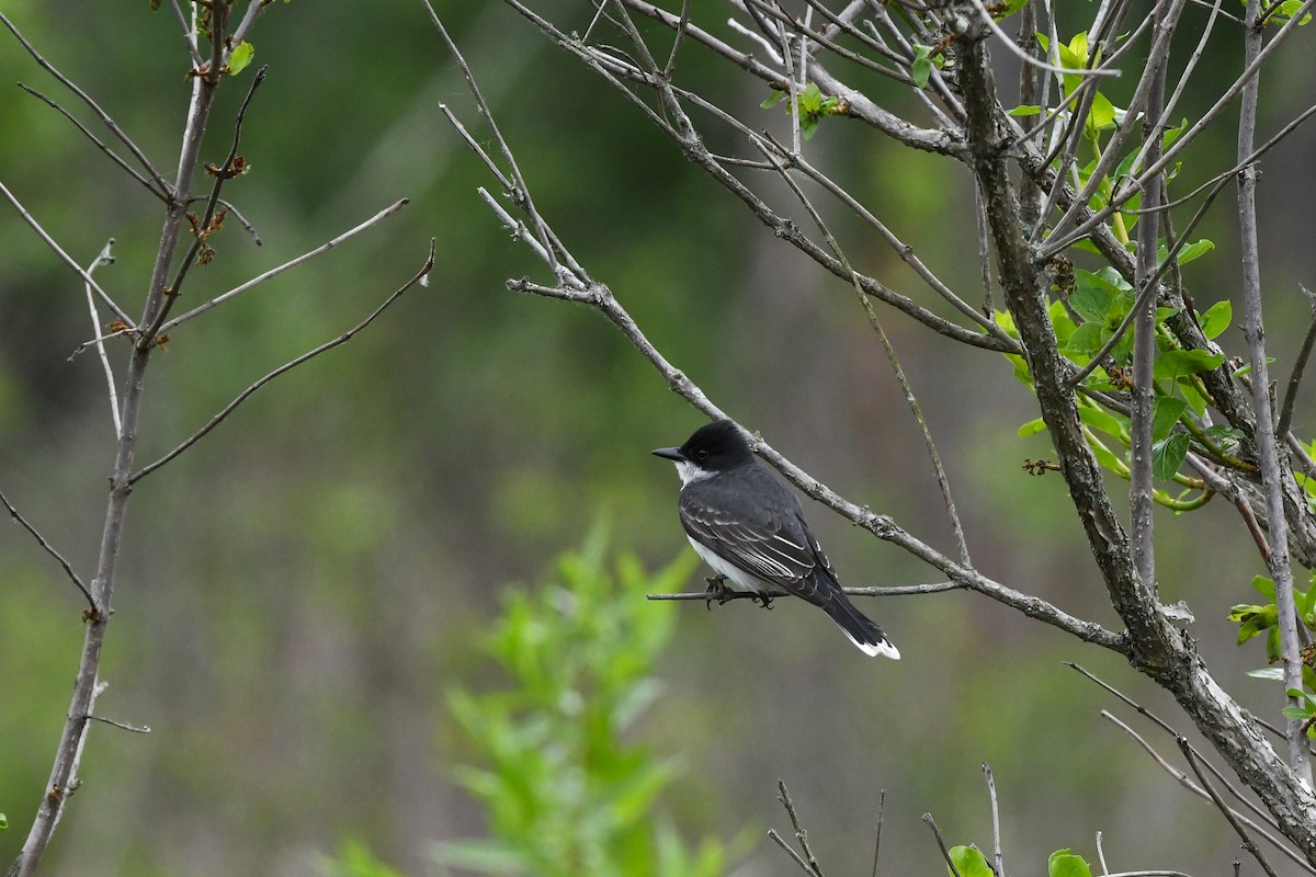 Eastern Kingbird - ML643105340