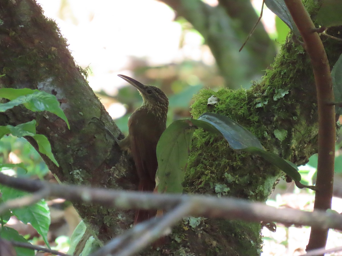 Cocoa Woodcreeper - ML643105342