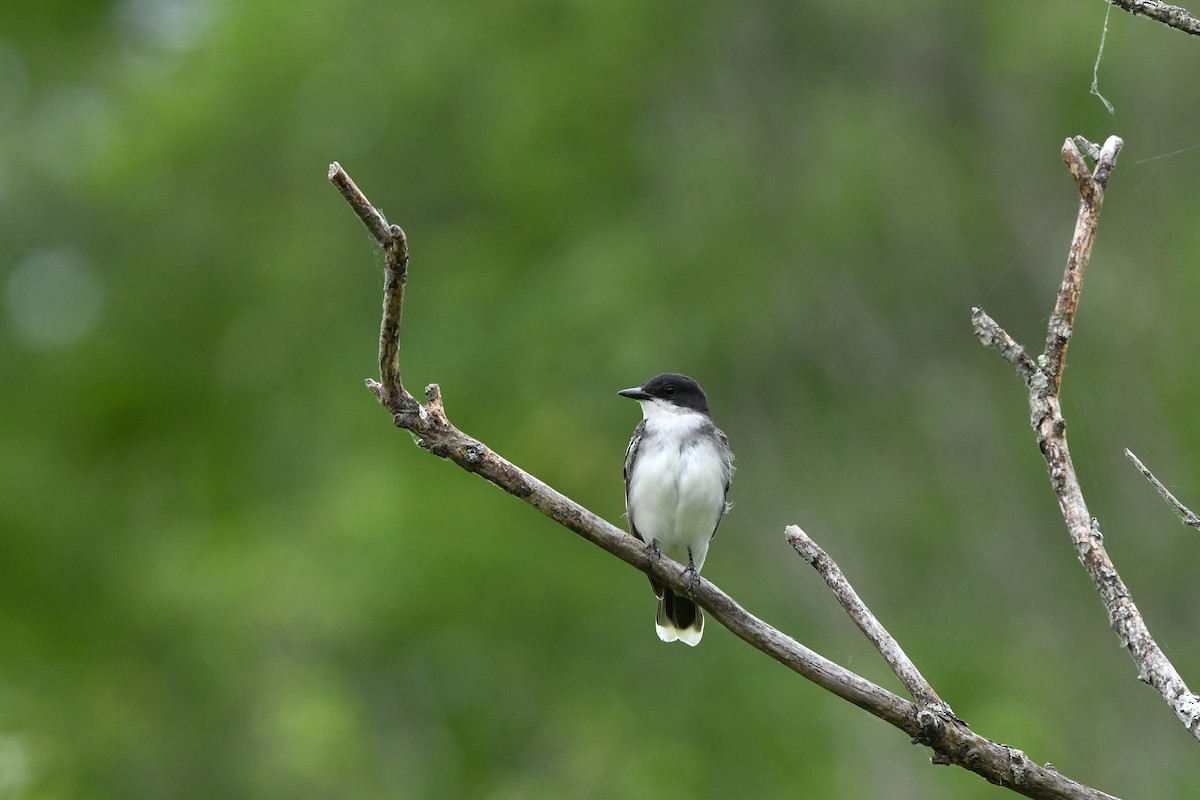 Eastern Kingbird - ML643105343