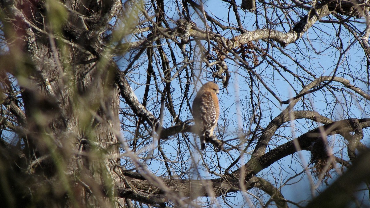Red-shouldered Hawk - ML643105346
