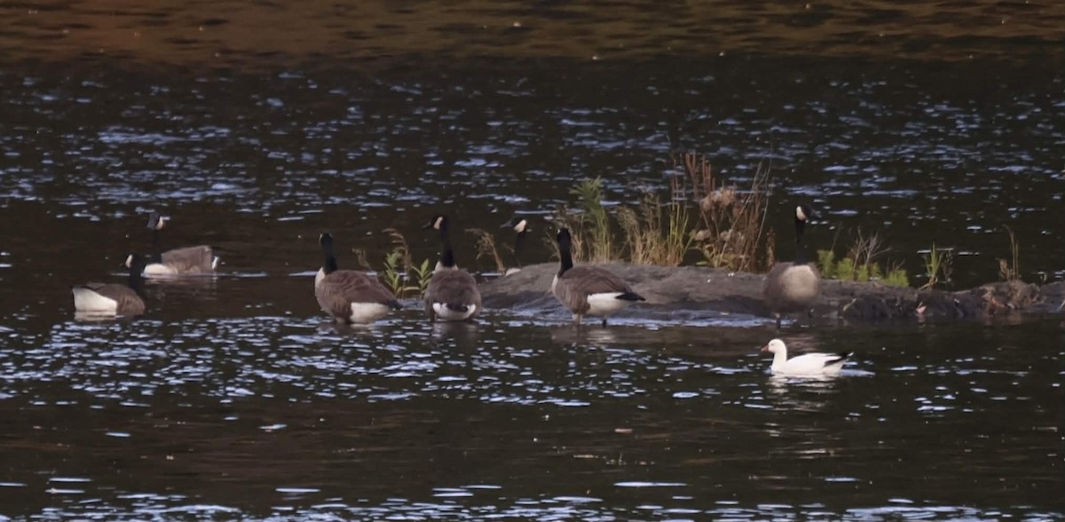 Ross's Goose - ML643105367