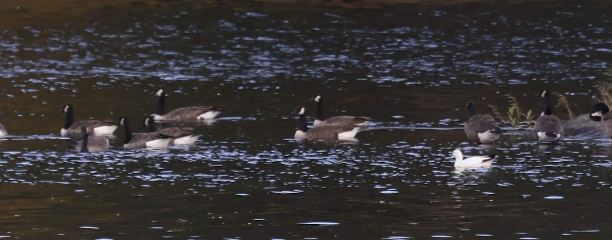 Ross's Goose - ML643105368