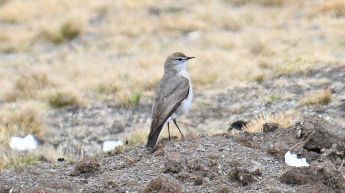 White-browed Ground-Tyrant - ML643105385