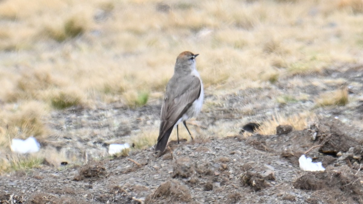 White-browed Ground-Tyrant - ML643105393