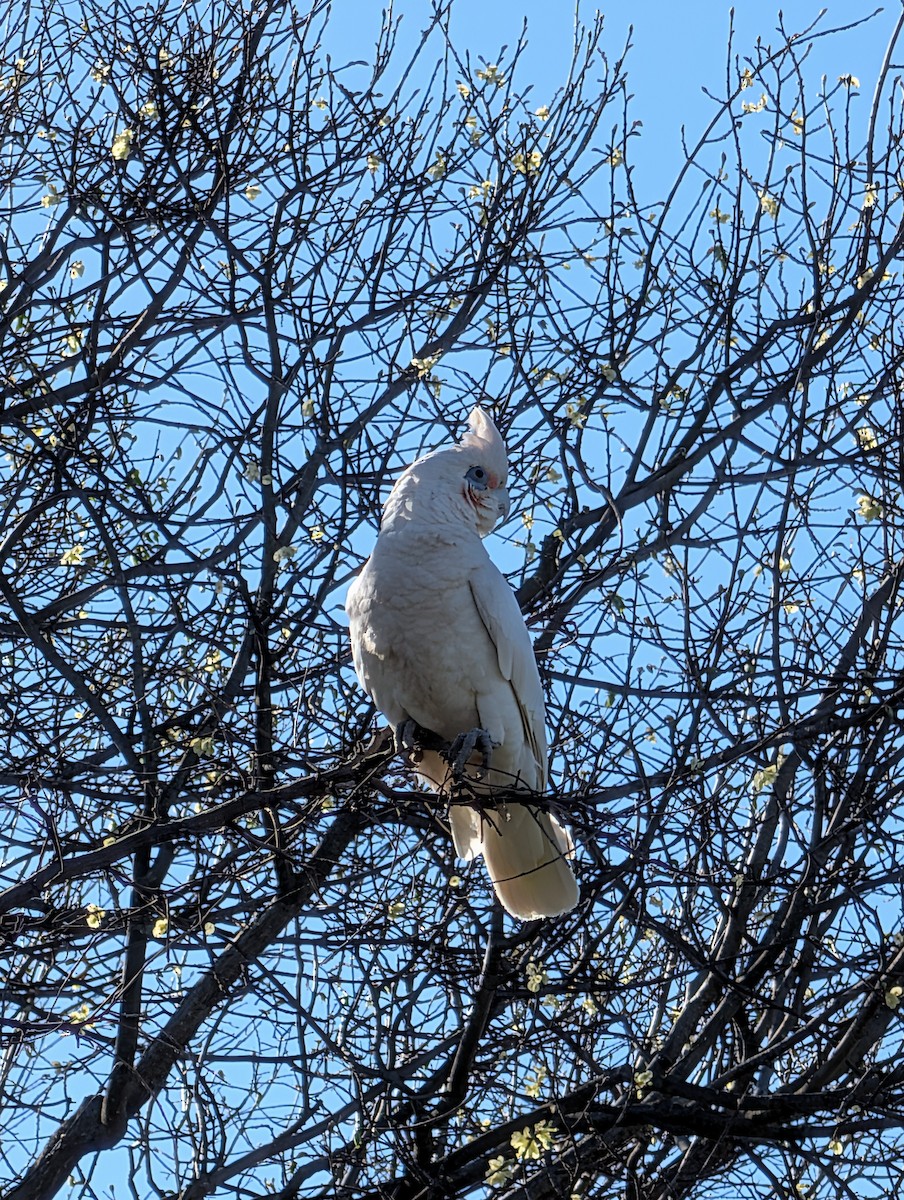 Little Corella - ML643105396