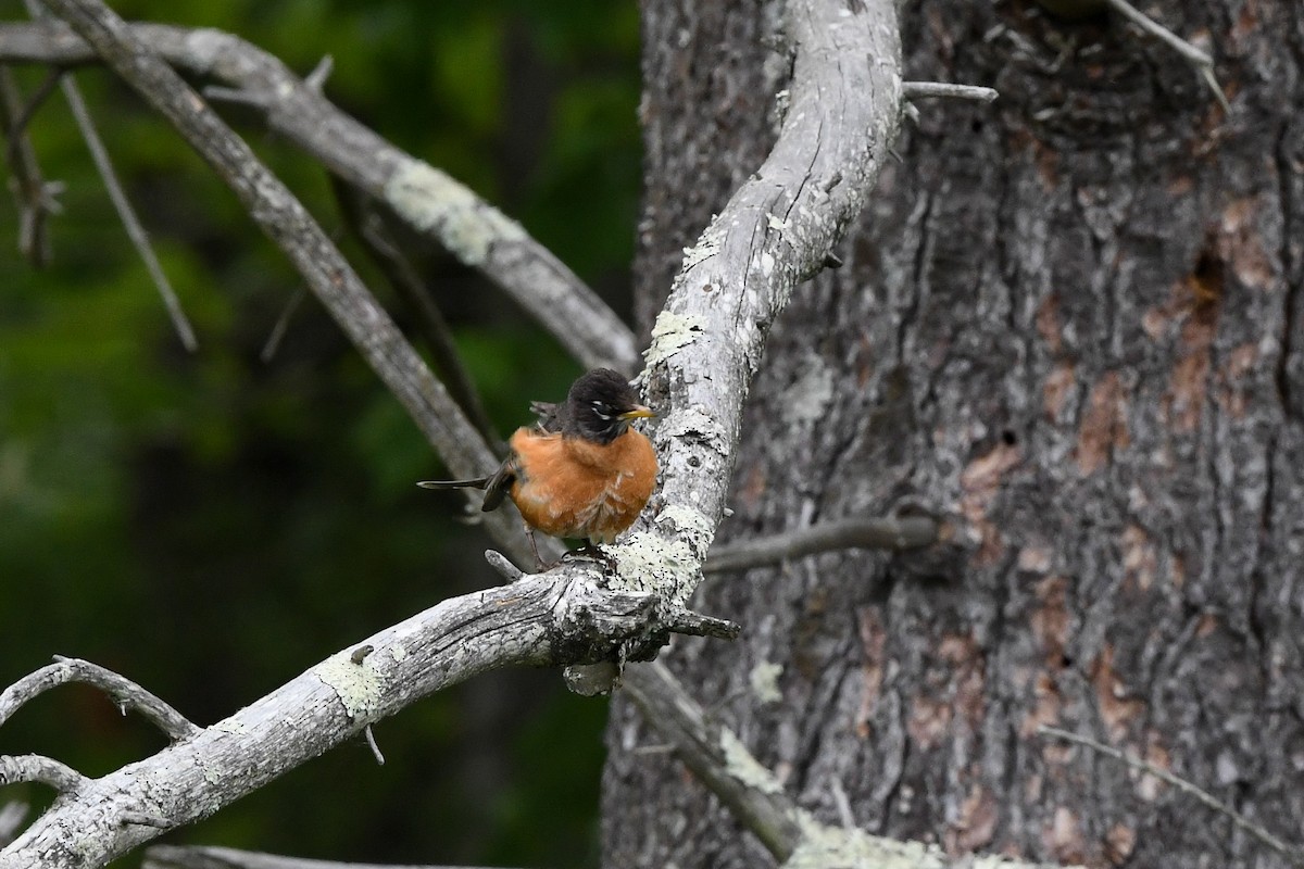 American Robin - ML643105403