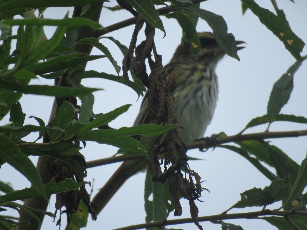 Streaked Flycatcher - ML643105423