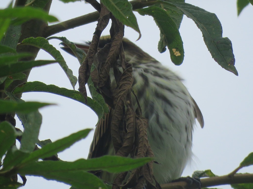 Streaked Flycatcher - ML643105424