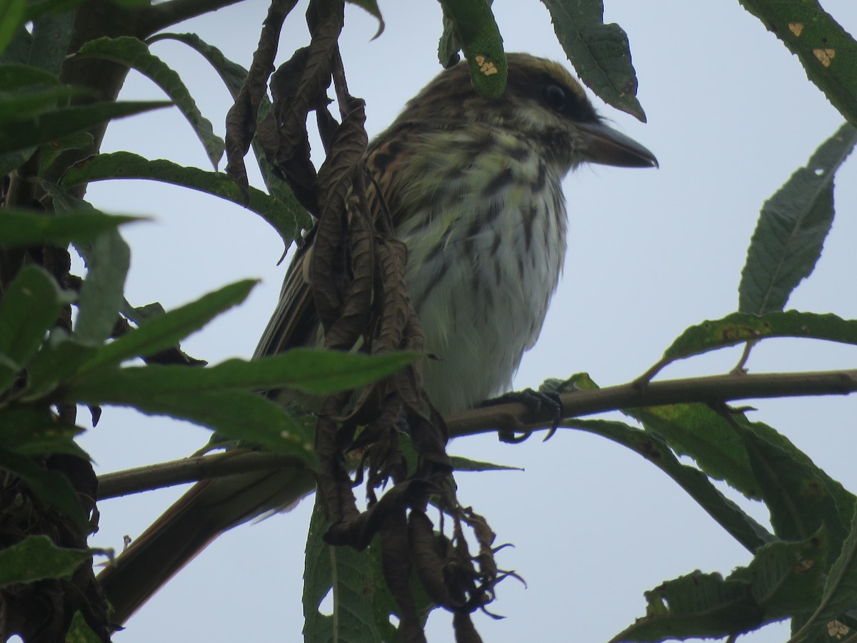 Streaked Flycatcher - ML643105425