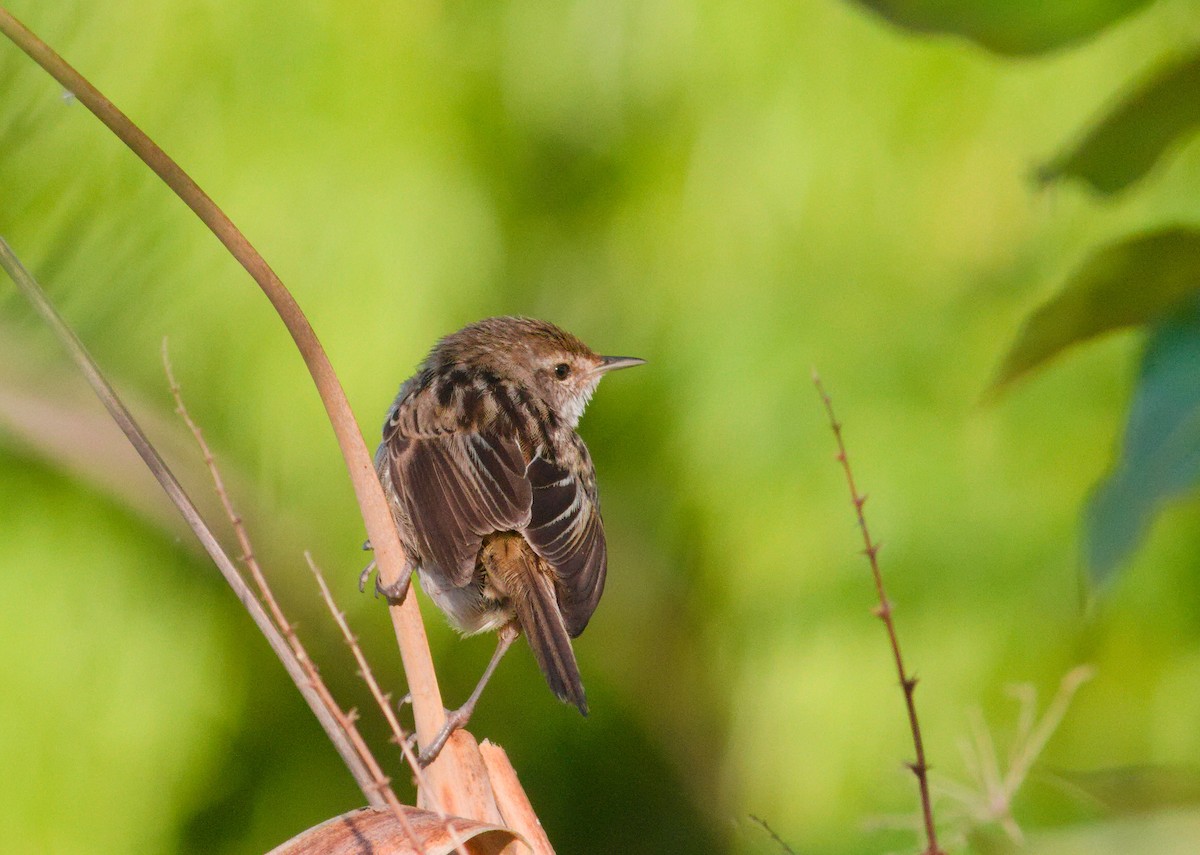 Little Grassbird - ML643105452
