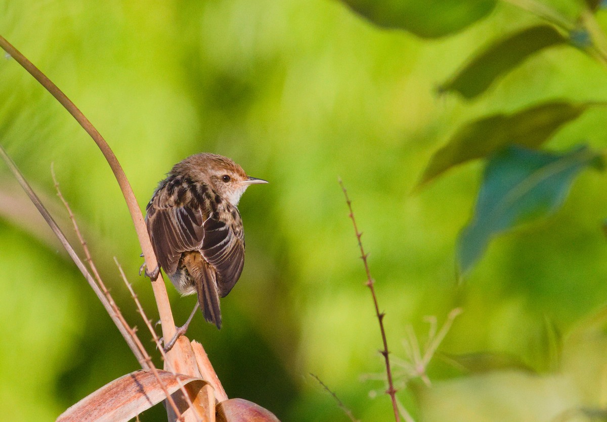 Little Grassbird - ML643105453
