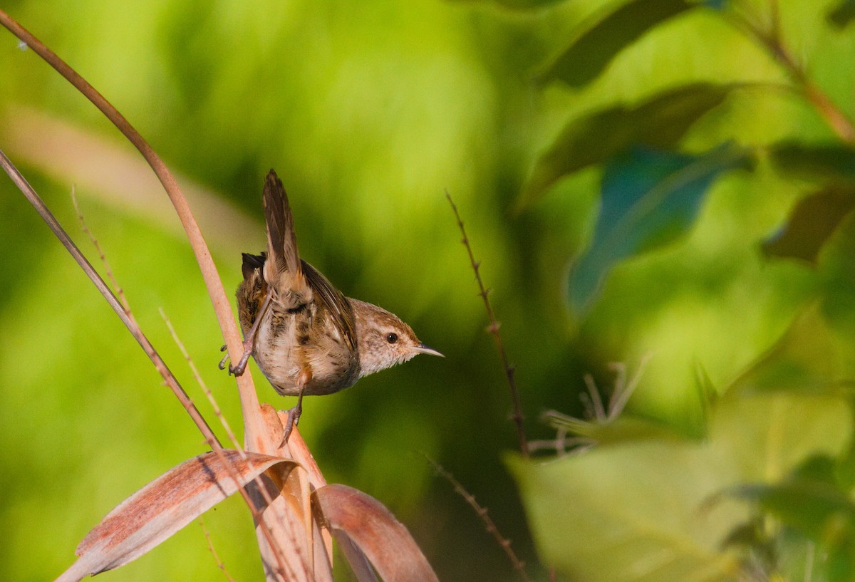 Little Grassbird - ML643105454