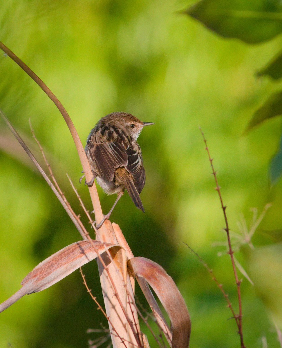 Little Grassbird - ML643105455