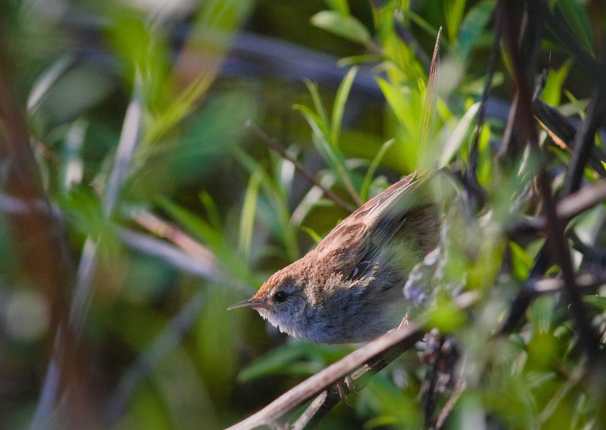Little Grassbird - ML643105457