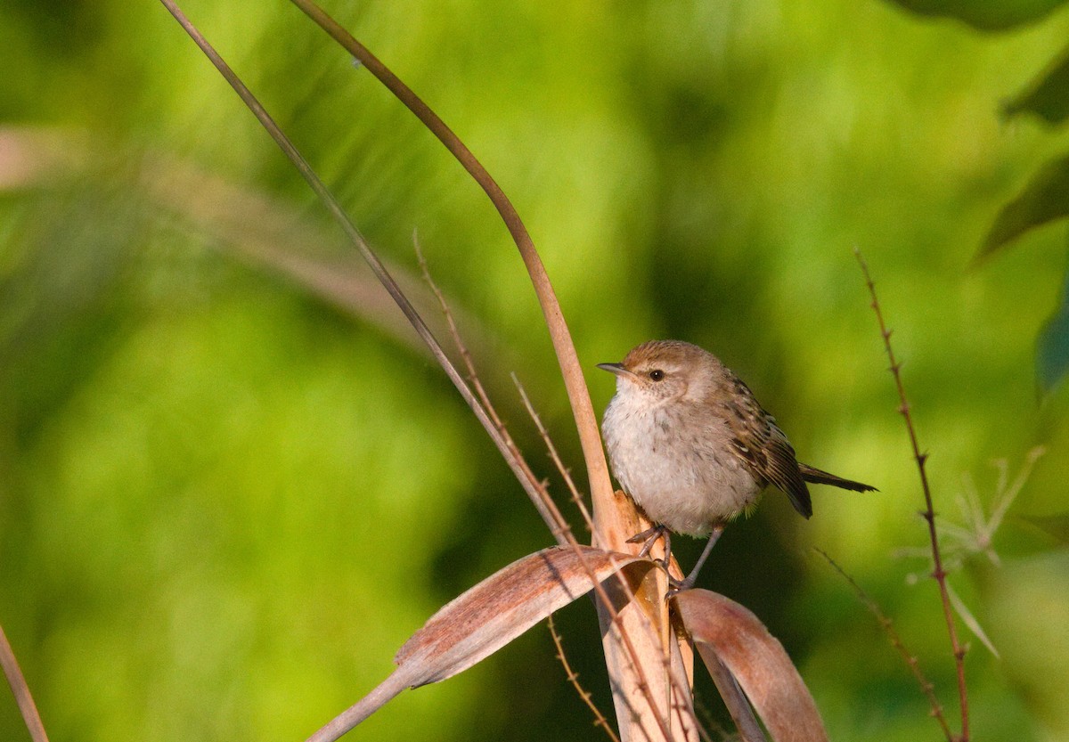 Little Grassbird - ML643105459