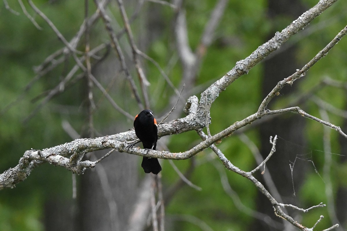 Red-winged Blackbird - ML643105490
