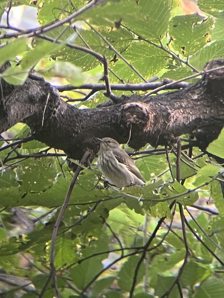 Cape May Warbler - ML643105507